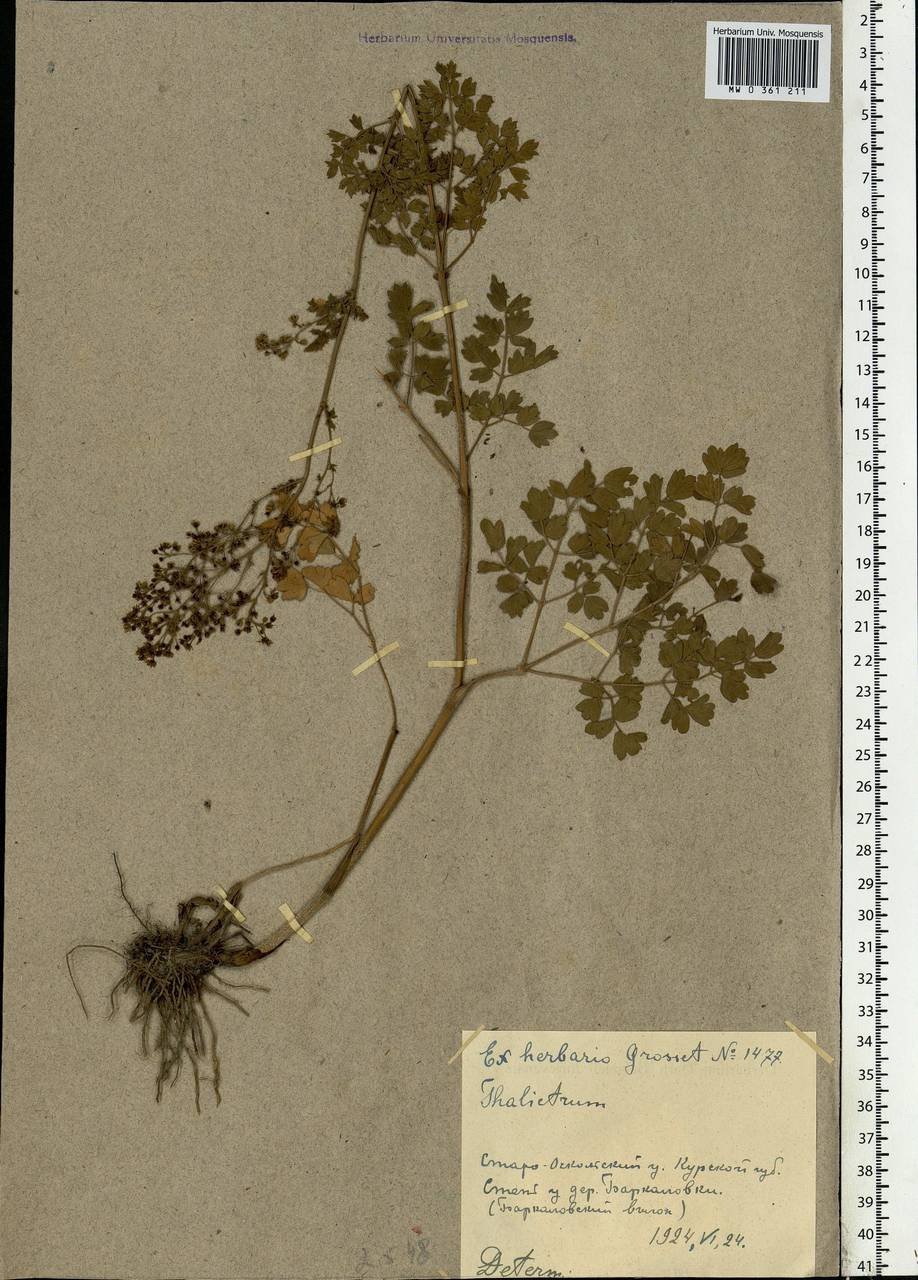 Thalictrum minus L., Eastern Europe, Central forest-and-steppe region (E6) (Russia)