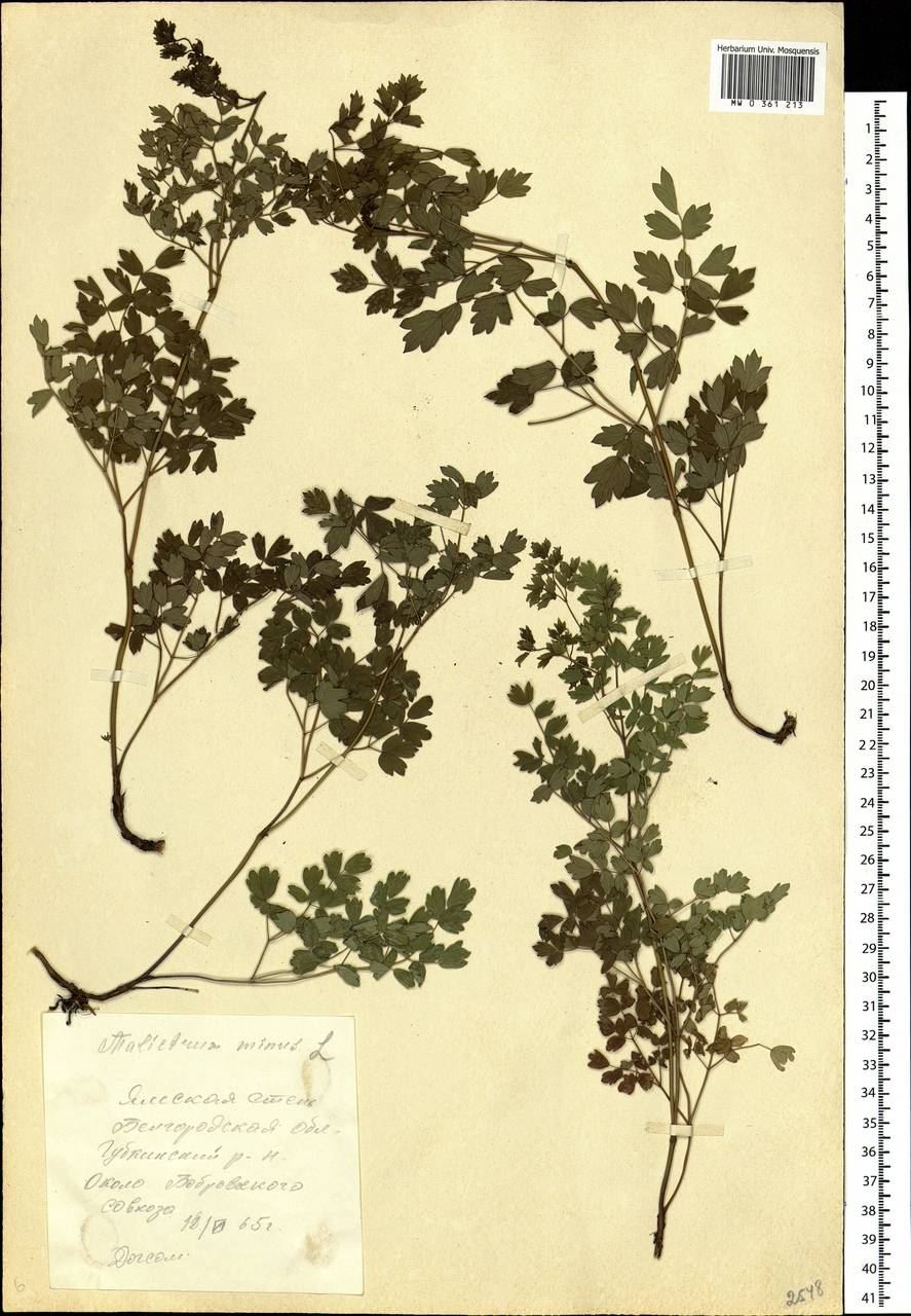 Thalictrum minus L., Eastern Europe, Central forest-and-steppe region (E6) (Russia)