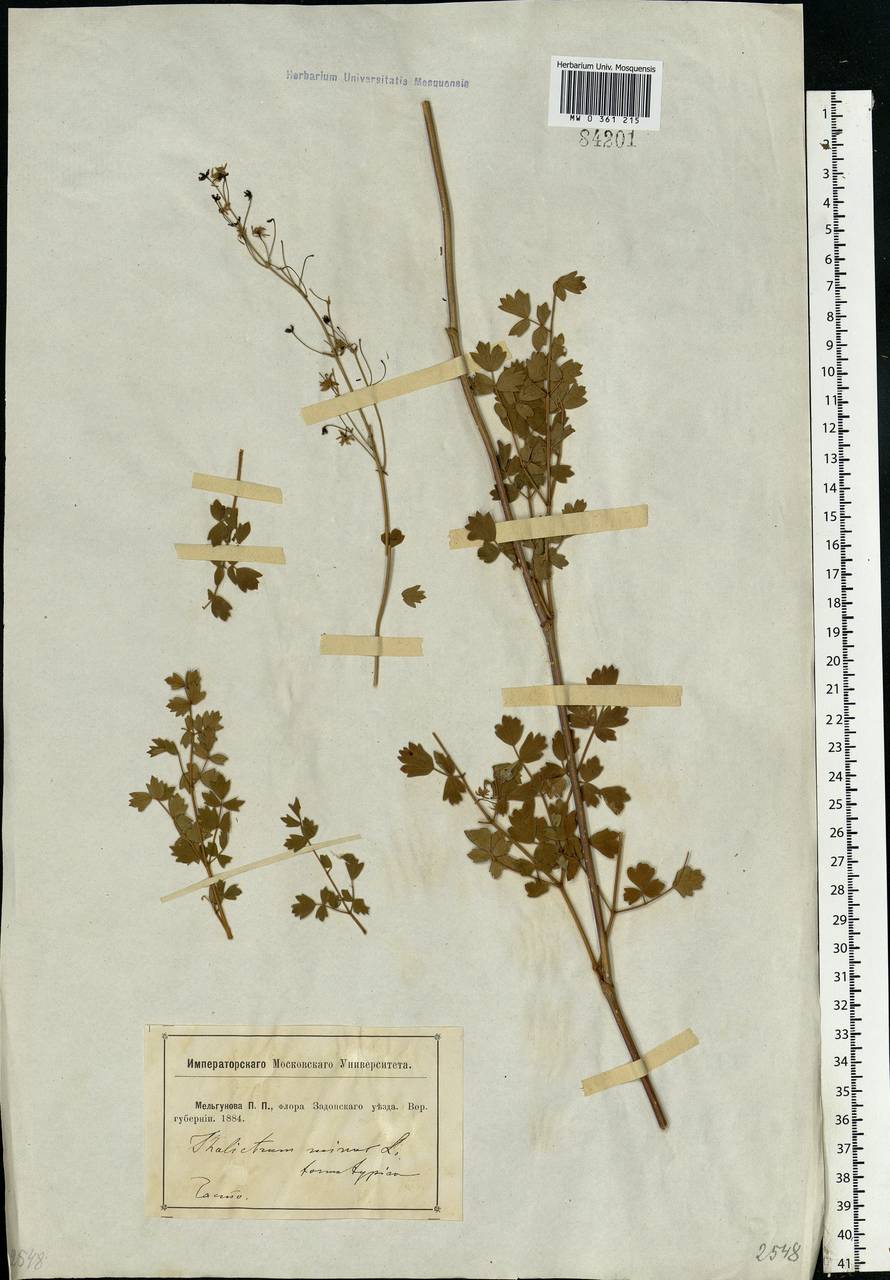 Thalictrum minus L., Eastern Europe, Central forest-and-steppe region (E6) (Russia)