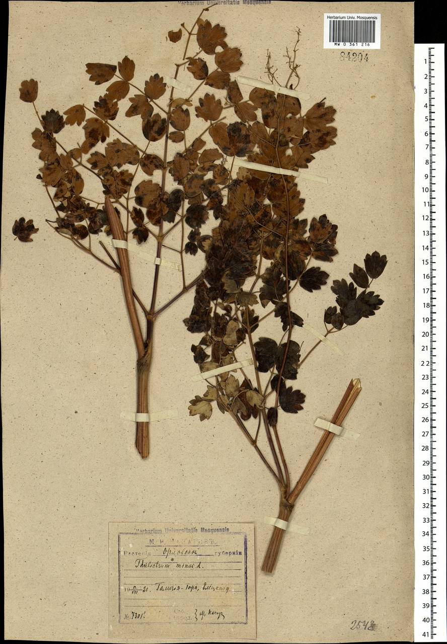 Thalictrum minus L., Eastern Europe, Central forest-and-steppe region (E6) (Russia)