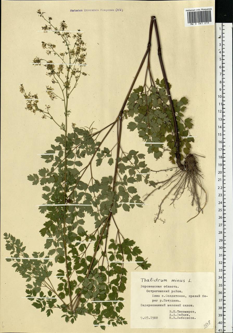 Thalictrum minus L., Eastern Europe, Central forest-and-steppe region (E6) (Russia)