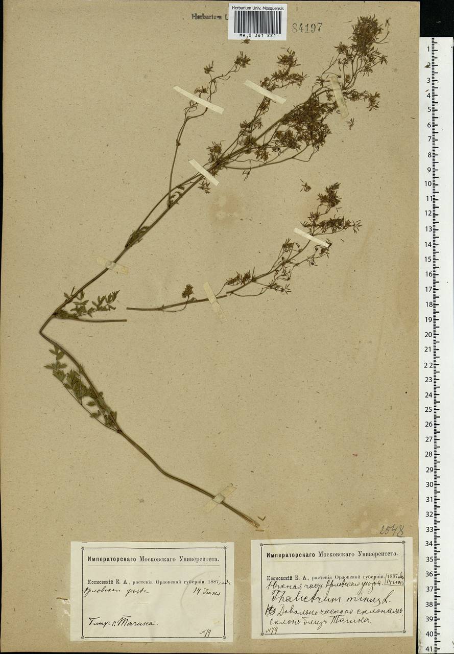 Thalictrum minus L., Eastern Europe, Central forest-and-steppe region (E6) (Russia)