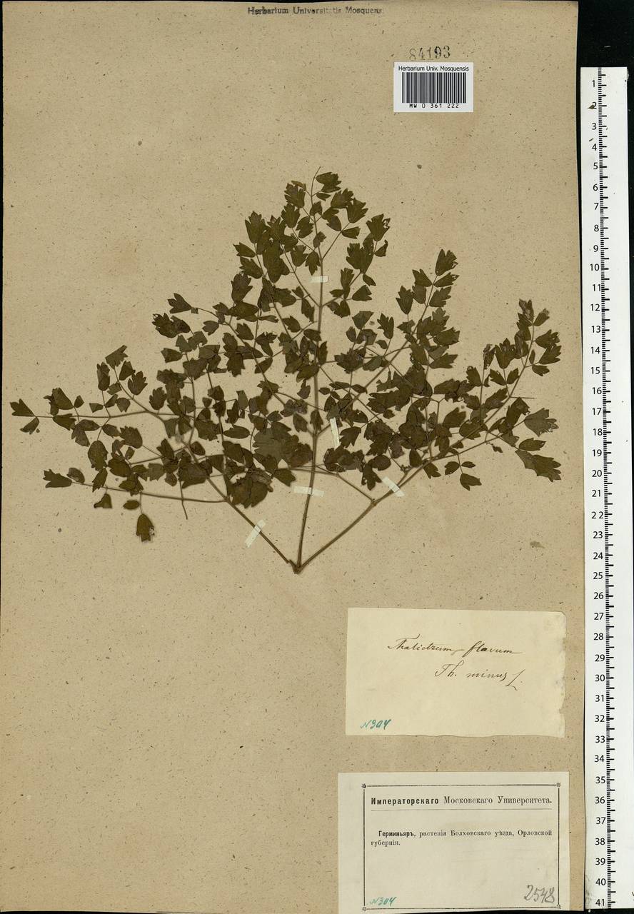 Thalictrum minus L., Eastern Europe, Central forest-and-steppe region (E6) (Russia)