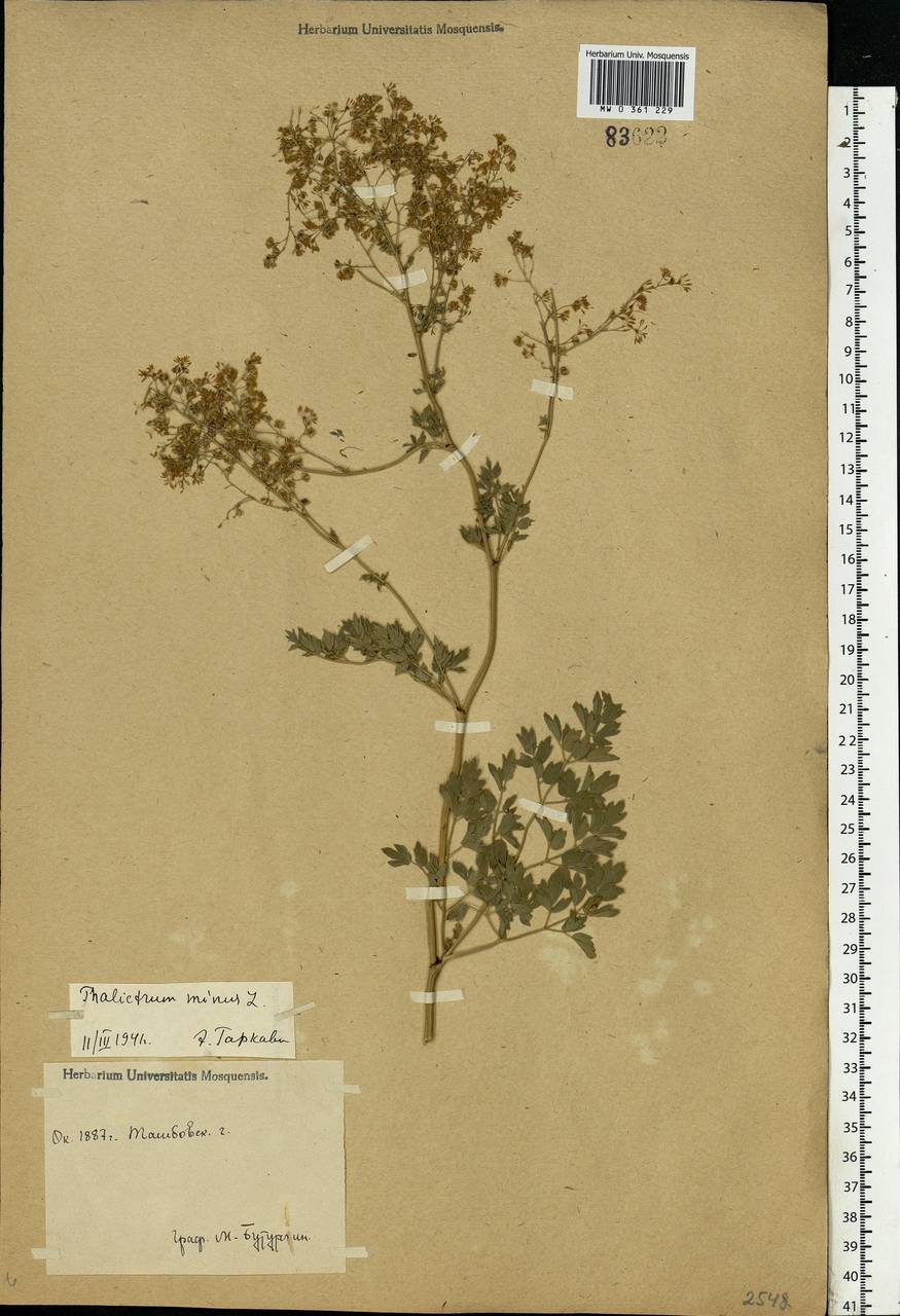 Thalictrum minus L., Eastern Europe, Central forest-and-steppe region (E6) (Russia)