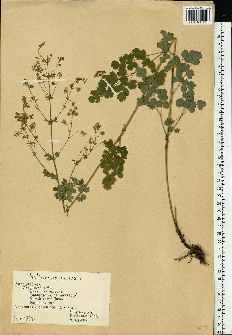 Thalictrum minus L., Eastern Europe, Central forest-and-steppe region (E6) (Russia)