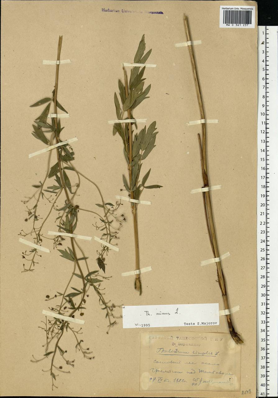 Thalictrum minus L., Eastern Europe, Central forest-and-steppe region (E6) (Russia)