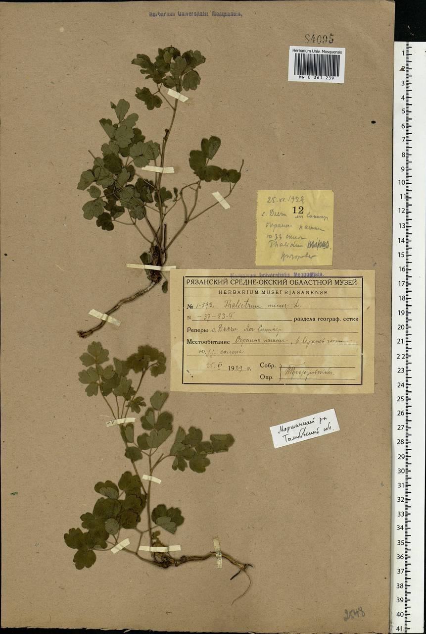 Thalictrum minus L., Eastern Europe, Central forest-and-steppe region (E6) (Russia)