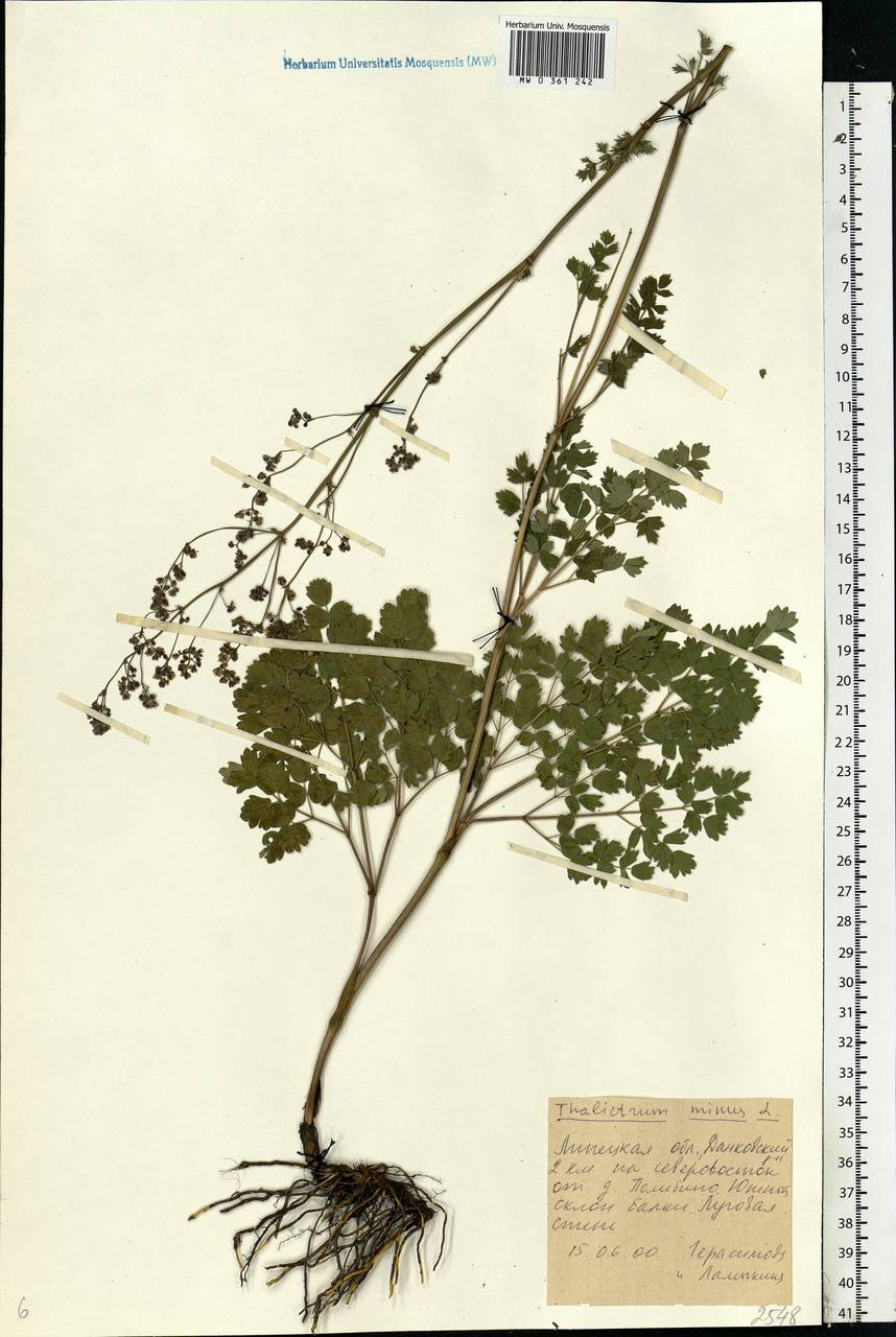 Thalictrum minus L., Eastern Europe, Central forest-and-steppe region (E6) (Russia)