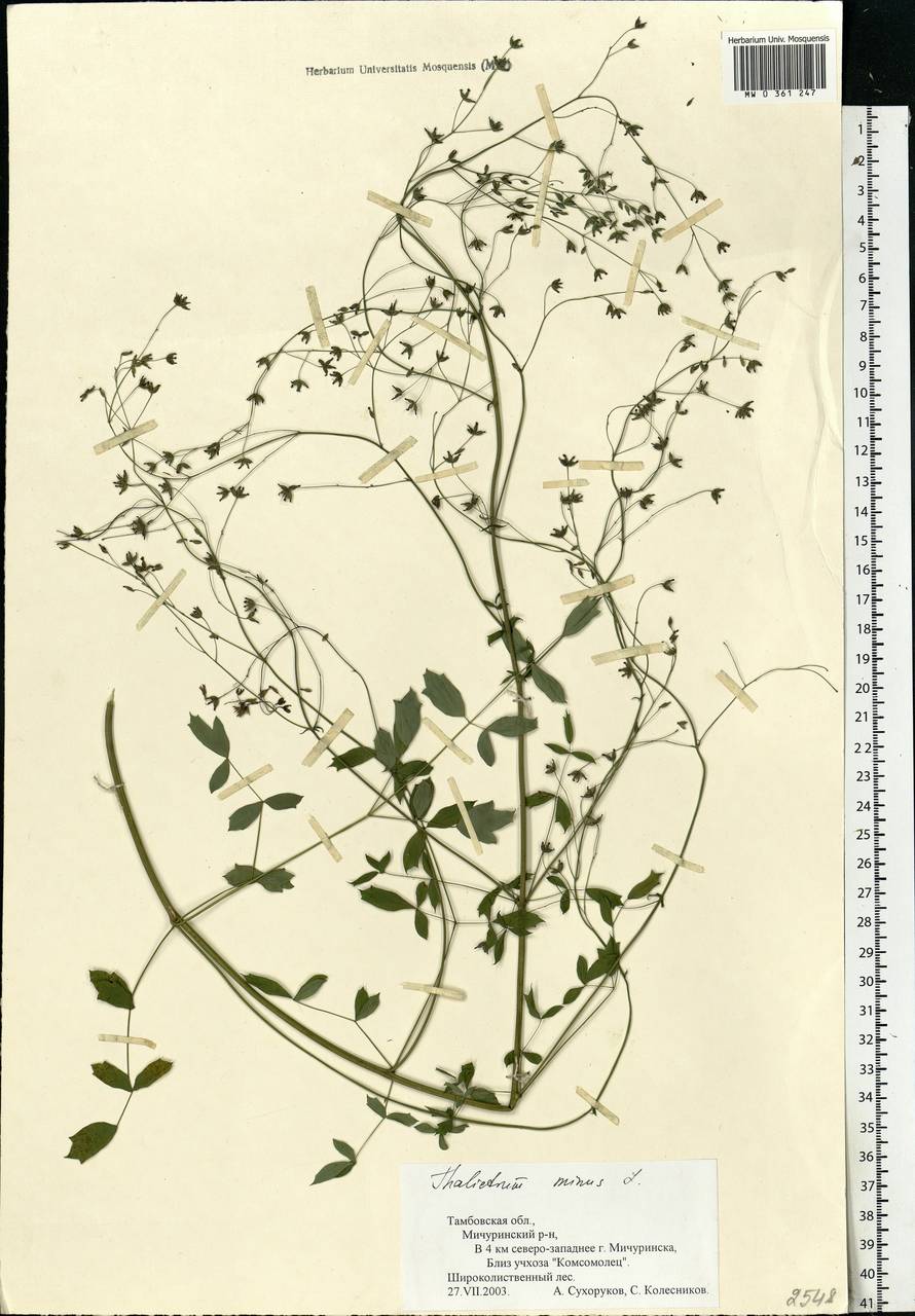 Thalictrum minus L., Eastern Europe, Central forest-and-steppe region (E6) (Russia)