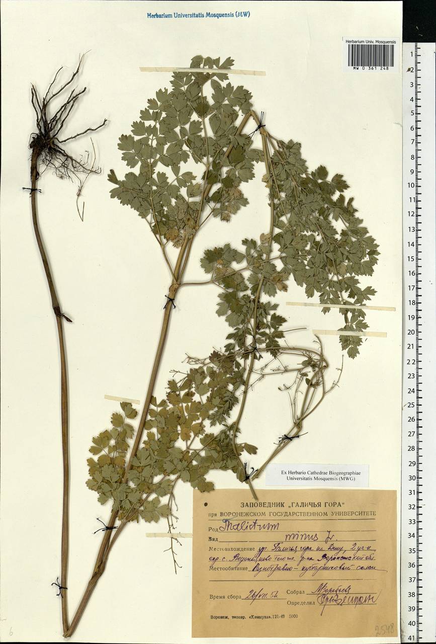 Thalictrum minus L., Eastern Europe, Central forest-and-steppe region (E6) (Russia)