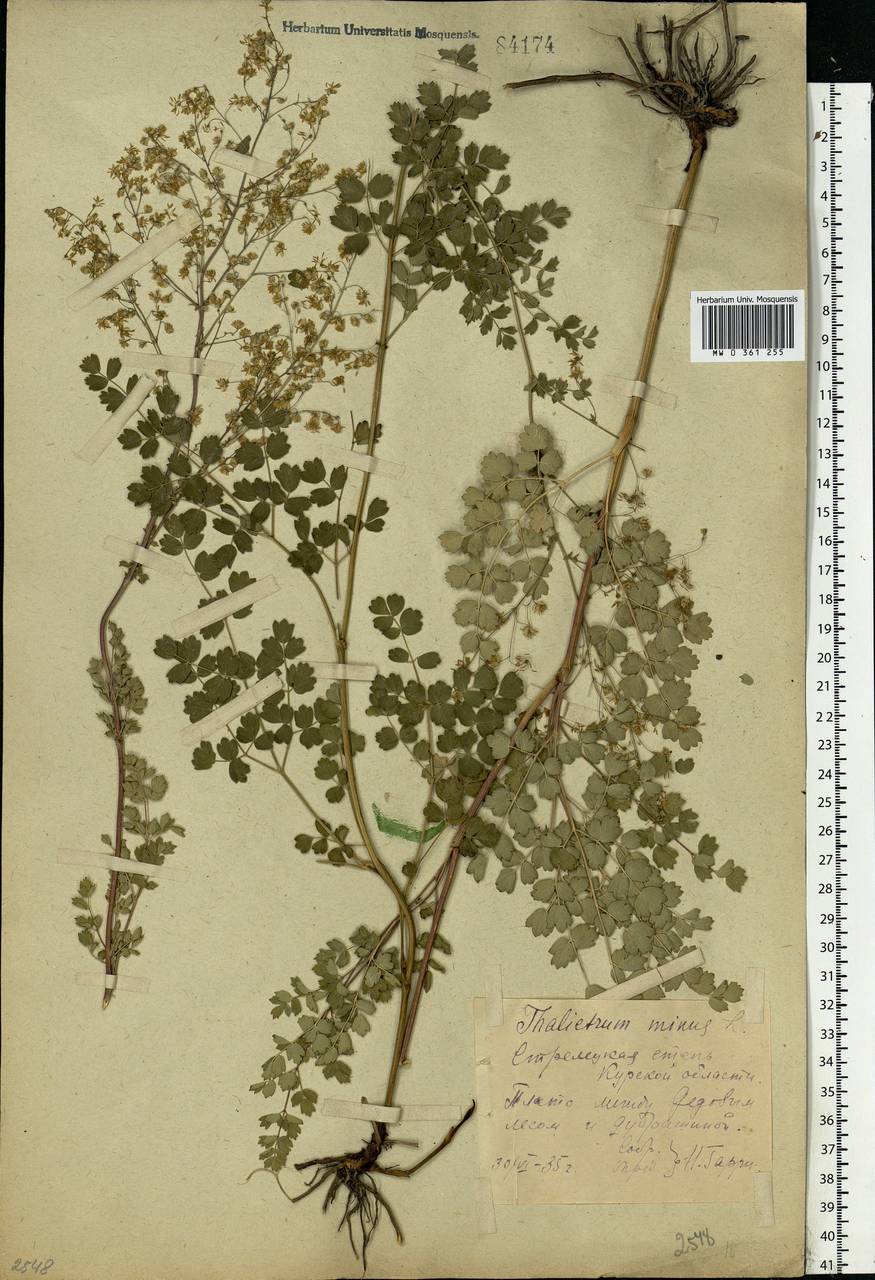 Thalictrum minus L., Eastern Europe, Central forest-and-steppe region (E6) (Russia)