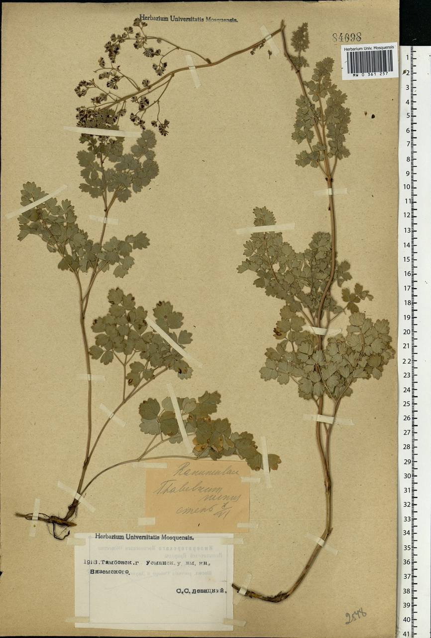 Thalictrum minus L., Eastern Europe, Central forest-and-steppe region (E6) (Russia)