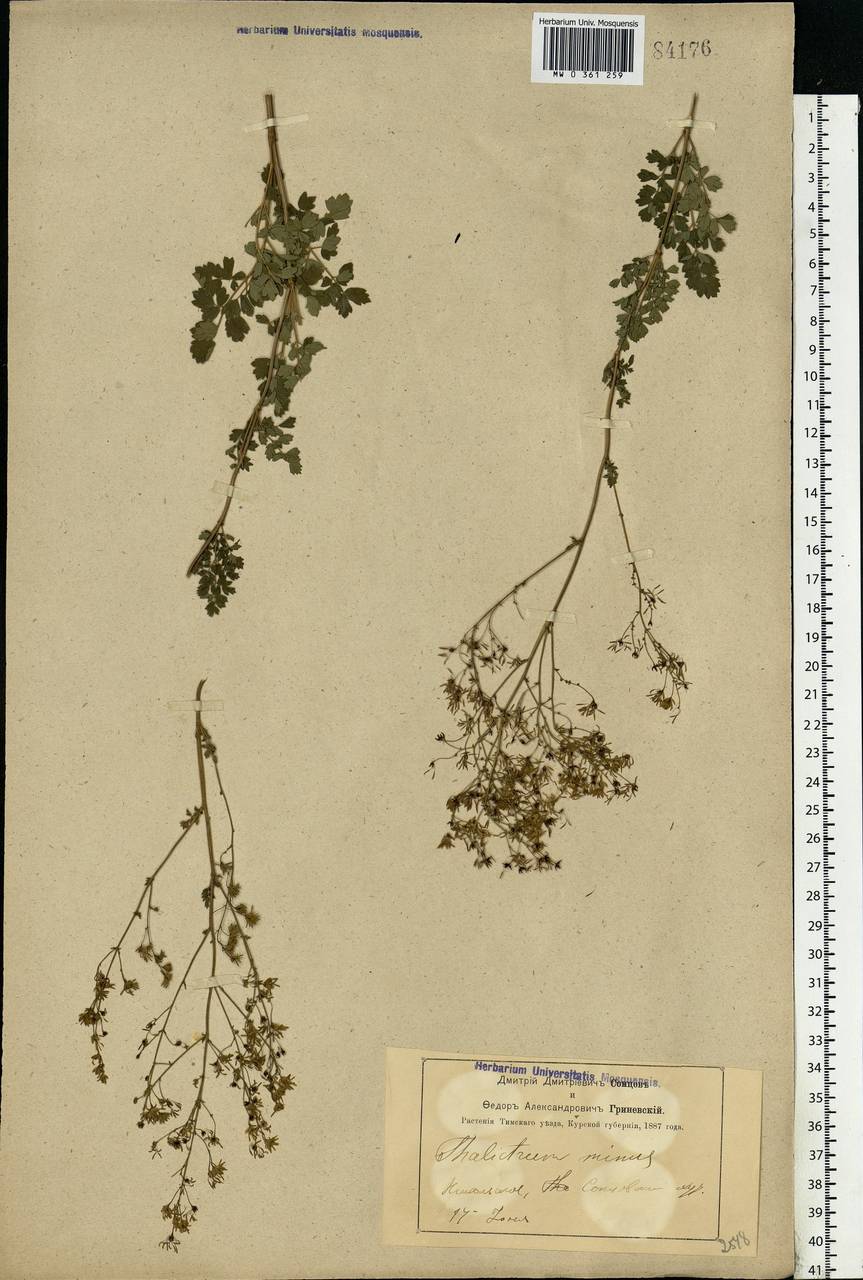 Thalictrum minus L., Eastern Europe, Central forest-and-steppe region (E6) (Russia)