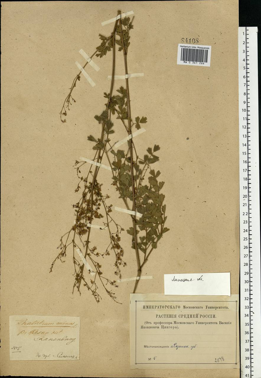 Thalictrum minus L., Eastern Europe, Central forest-and-steppe region (E6) (Russia)