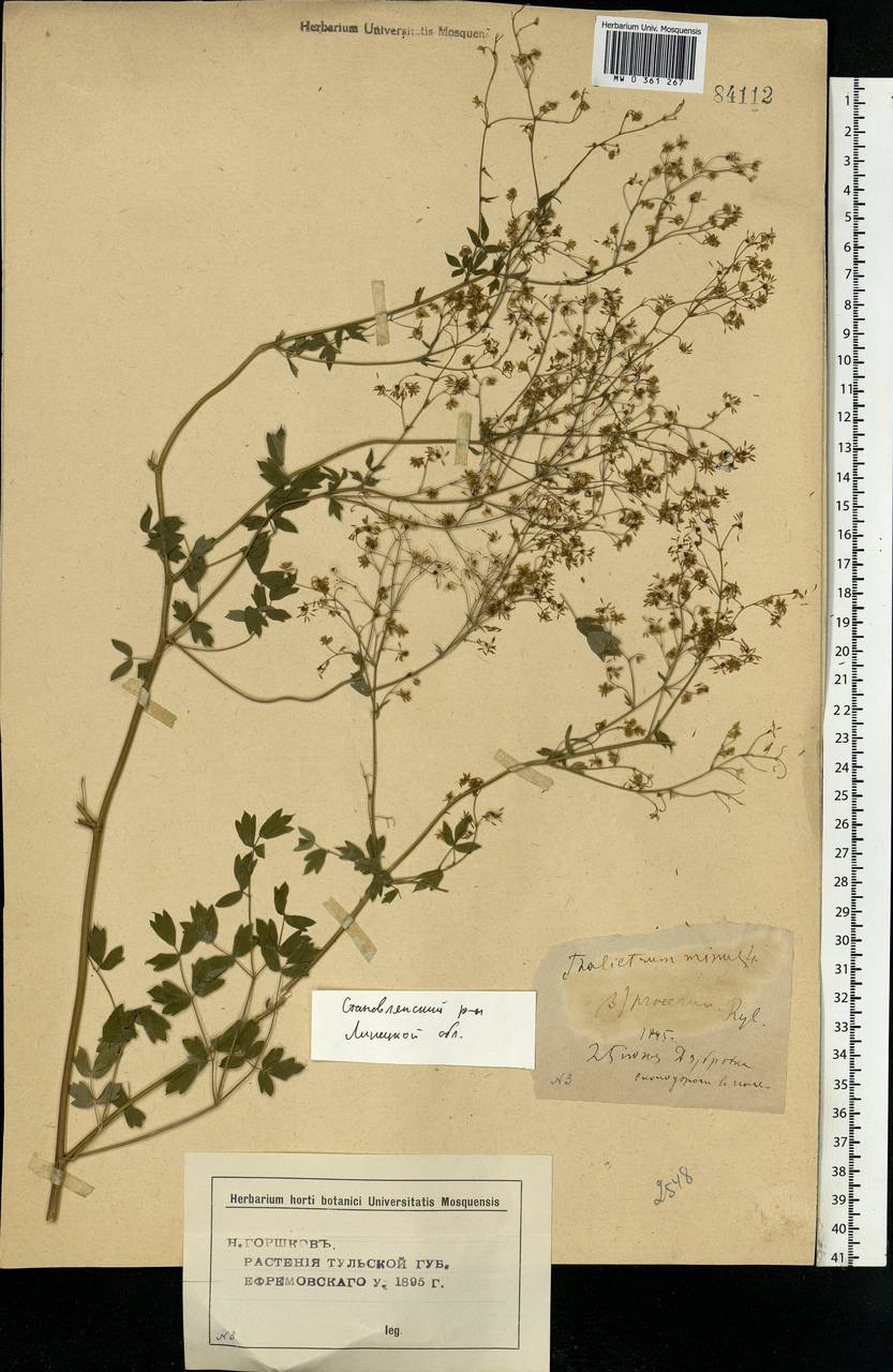 Thalictrum minus L., Eastern Europe, Central forest-and-steppe region (E6) (Russia)