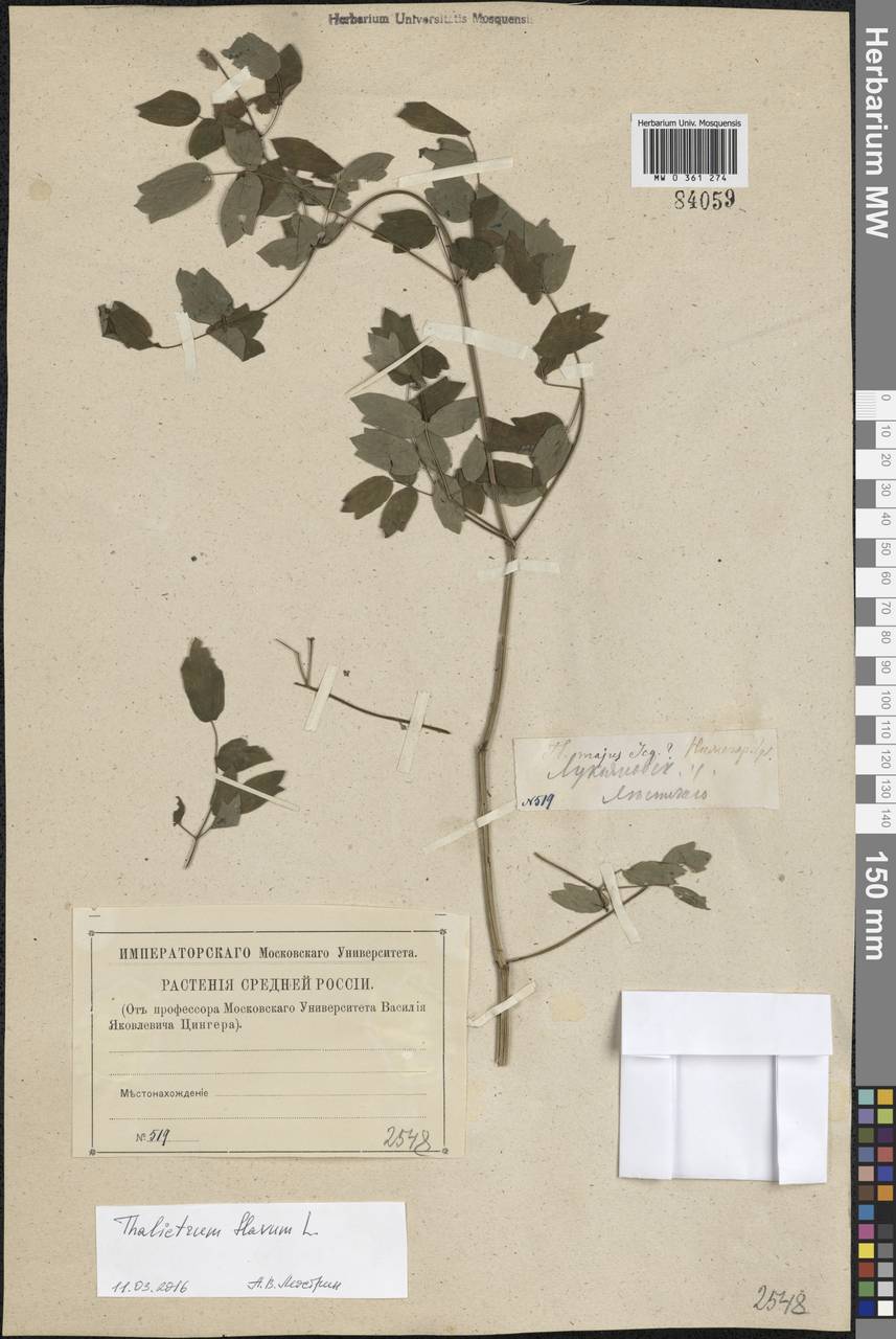 Thalictrum flavum L., Eastern Europe, Volga-Kama region (E7) (Russia)