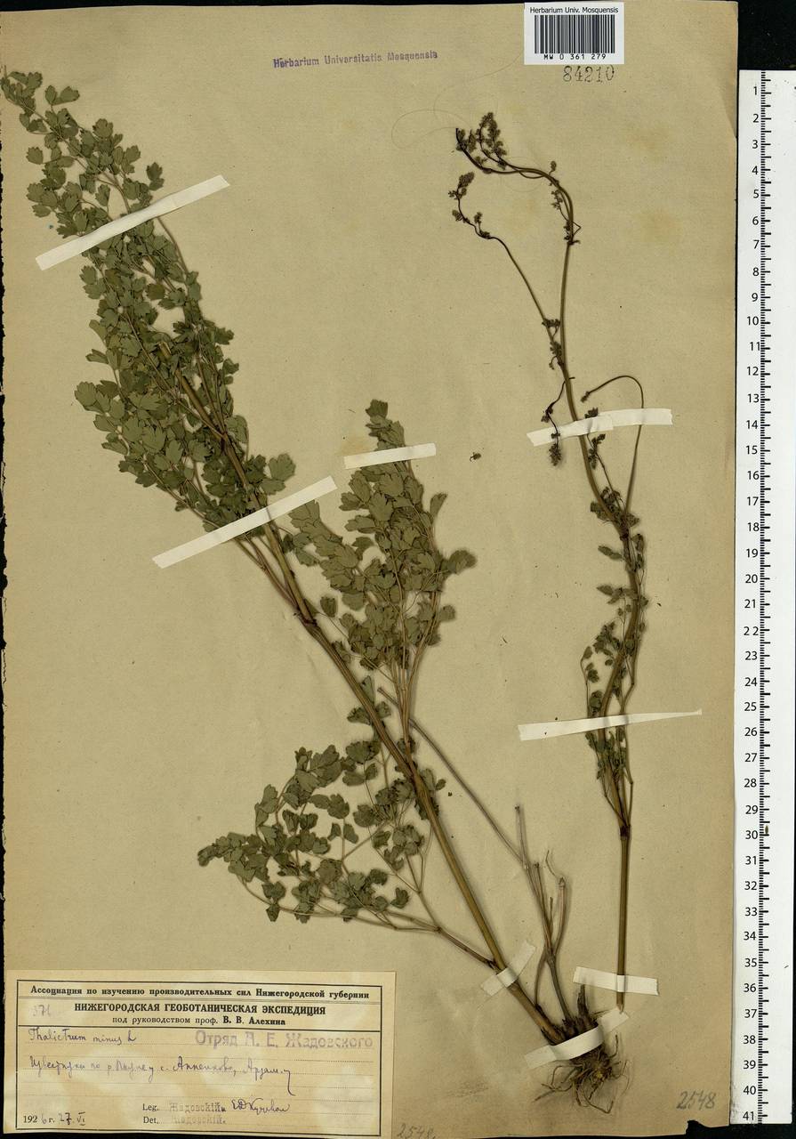 Thalictrum minus L., Eastern Europe, Volga-Kama region (E7) (Russia)