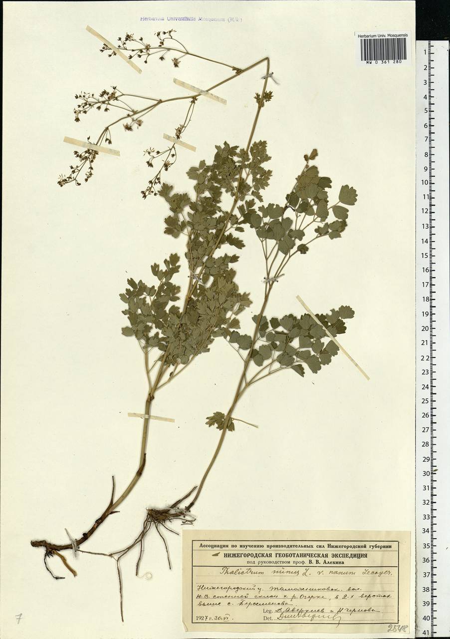 Thalictrum minus L., Eastern Europe, Volga-Kama region (E7) (Russia)