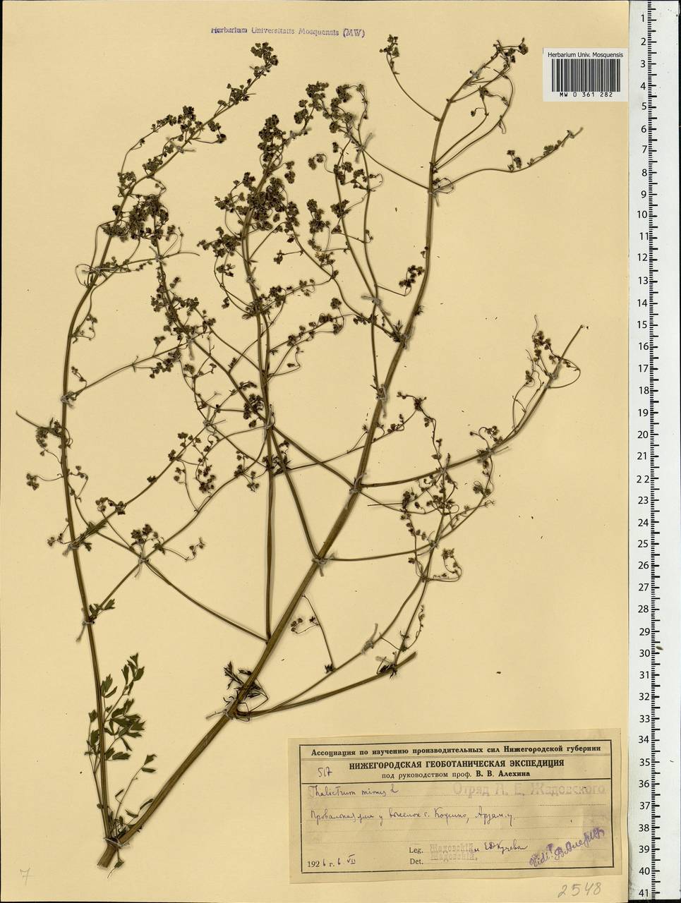 Thalictrum minus L., Eastern Europe, Volga-Kama region (E7) (Russia)