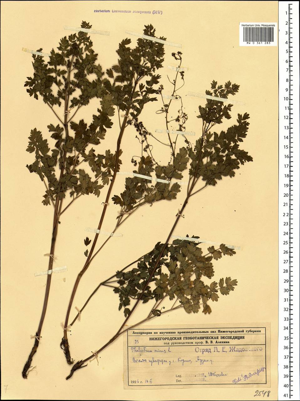 Thalictrum minus L., Eastern Europe, Volga-Kama region (E7) (Russia)