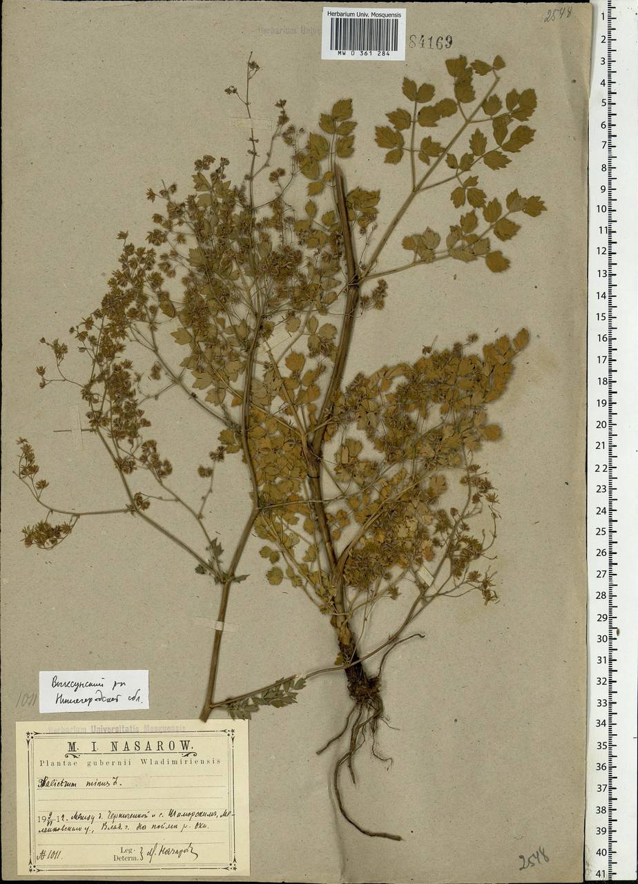 Thalictrum minus L., Eastern Europe, Central region (E4) (Russia)