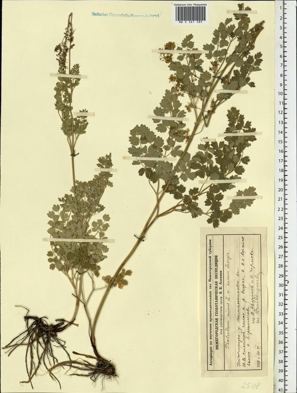 Thalictrum minus L., Eastern Europe, Volga-Kama region (E7) (Russia)