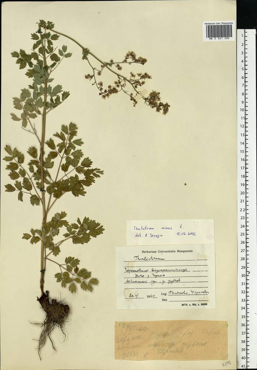 Thalictrum minus L., Eastern Europe, Central forest region (E5) (Russia)