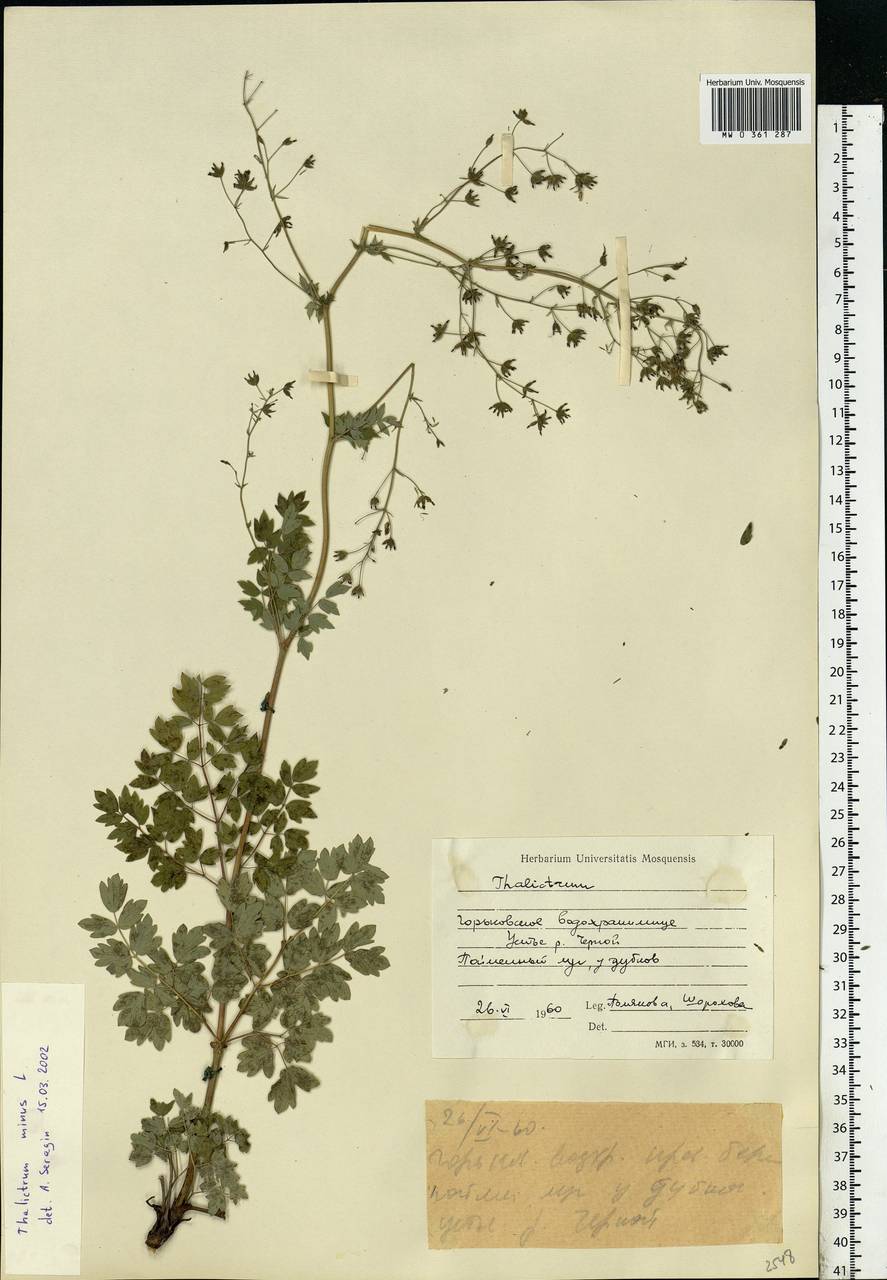 Thalictrum minus L., Eastern Europe, Central forest region (E5) (Russia)