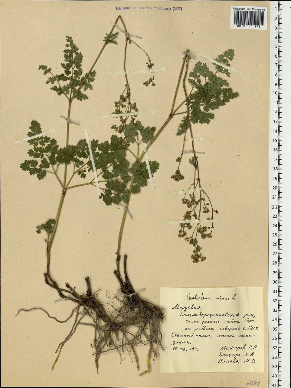 Thalictrum minus L., Eastern Europe, Middle Volga region (E8) (Russia)