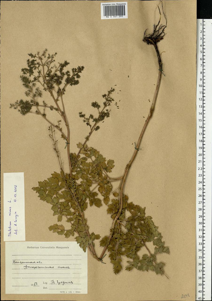 Thalictrum minus L., Eastern Europe, Middle Volga region (E8) (Russia)