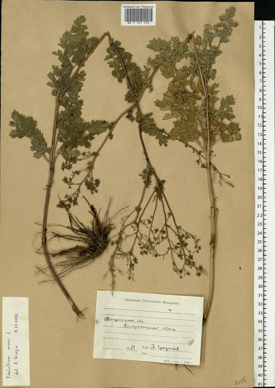 Thalictrum minus L., Eastern Europe, Middle Volga region (E8) (Russia)