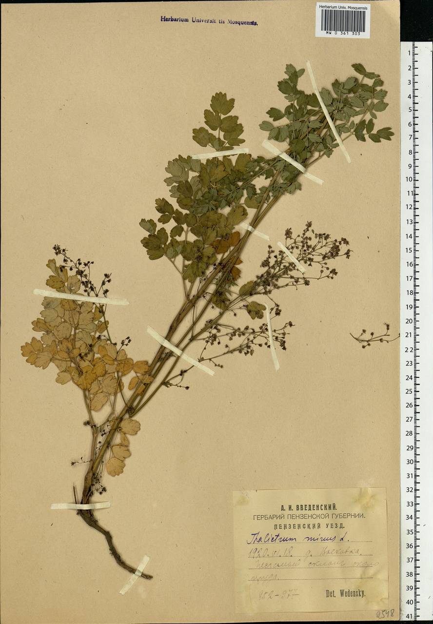 Thalictrum minus L., Eastern Europe, Middle Volga region (E8) (Russia)