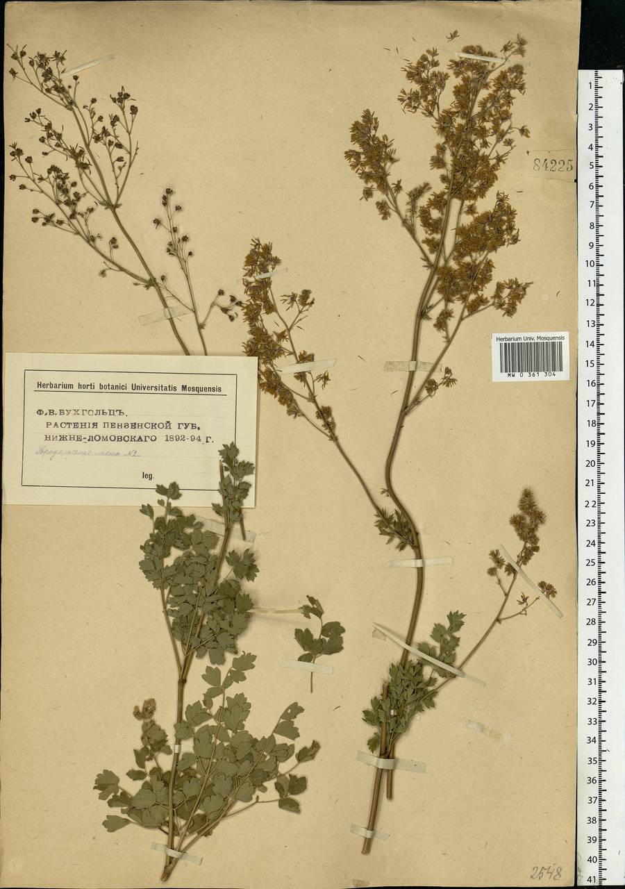 Thalictrum minus L., Eastern Europe, Middle Volga region (E8) (Russia)