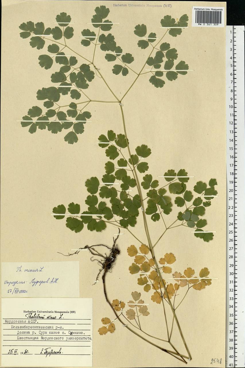 Thalictrum minus L., Eastern Europe, Middle Volga region (E8) (Russia)
