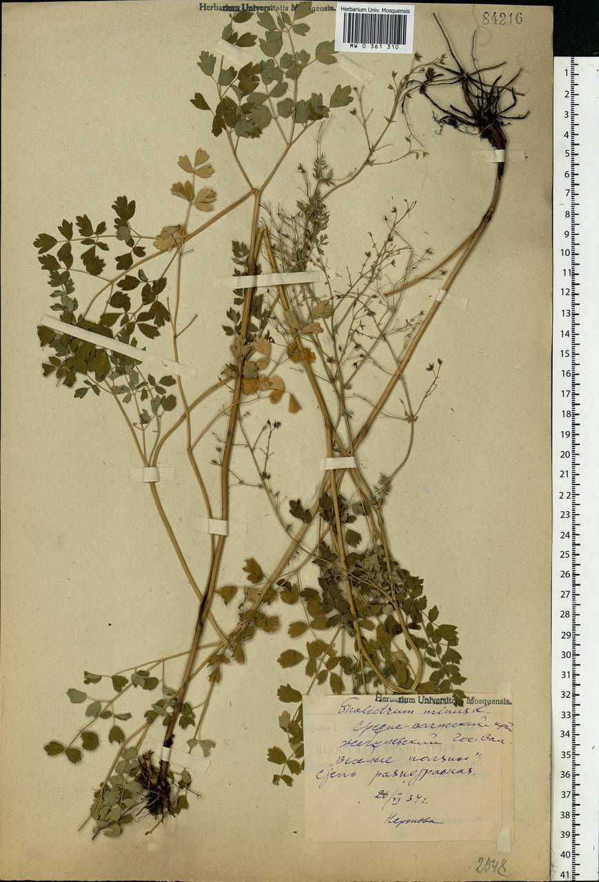 Thalictrum minus L., Eastern Europe, Middle Volga region (E8) (Russia)