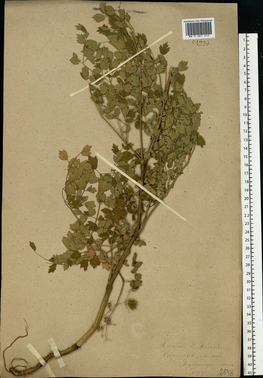 Thalictrum minus L., Eastern Europe, Middle Volga region (E8) (Russia)