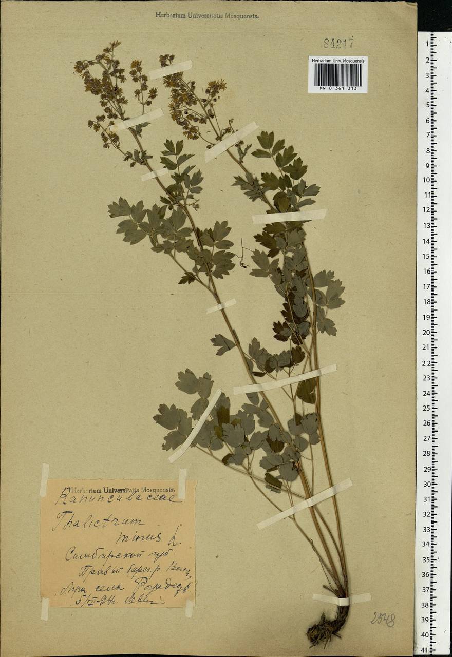 Thalictrum minus L., Eastern Europe, Middle Volga region (E8) (Russia)