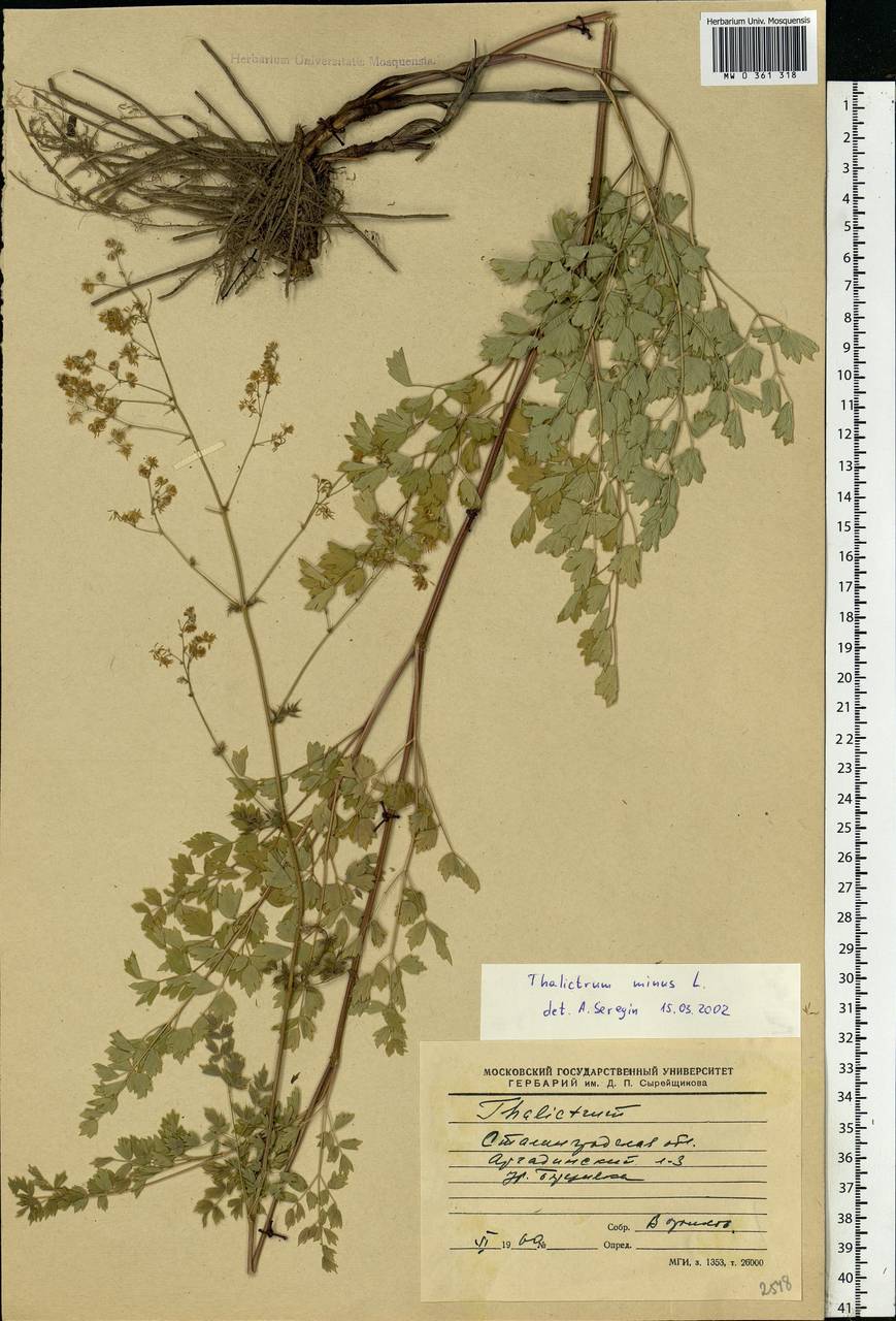 Thalictrum minus L., Eastern Europe, Lower Volga region (E9) (Russia)