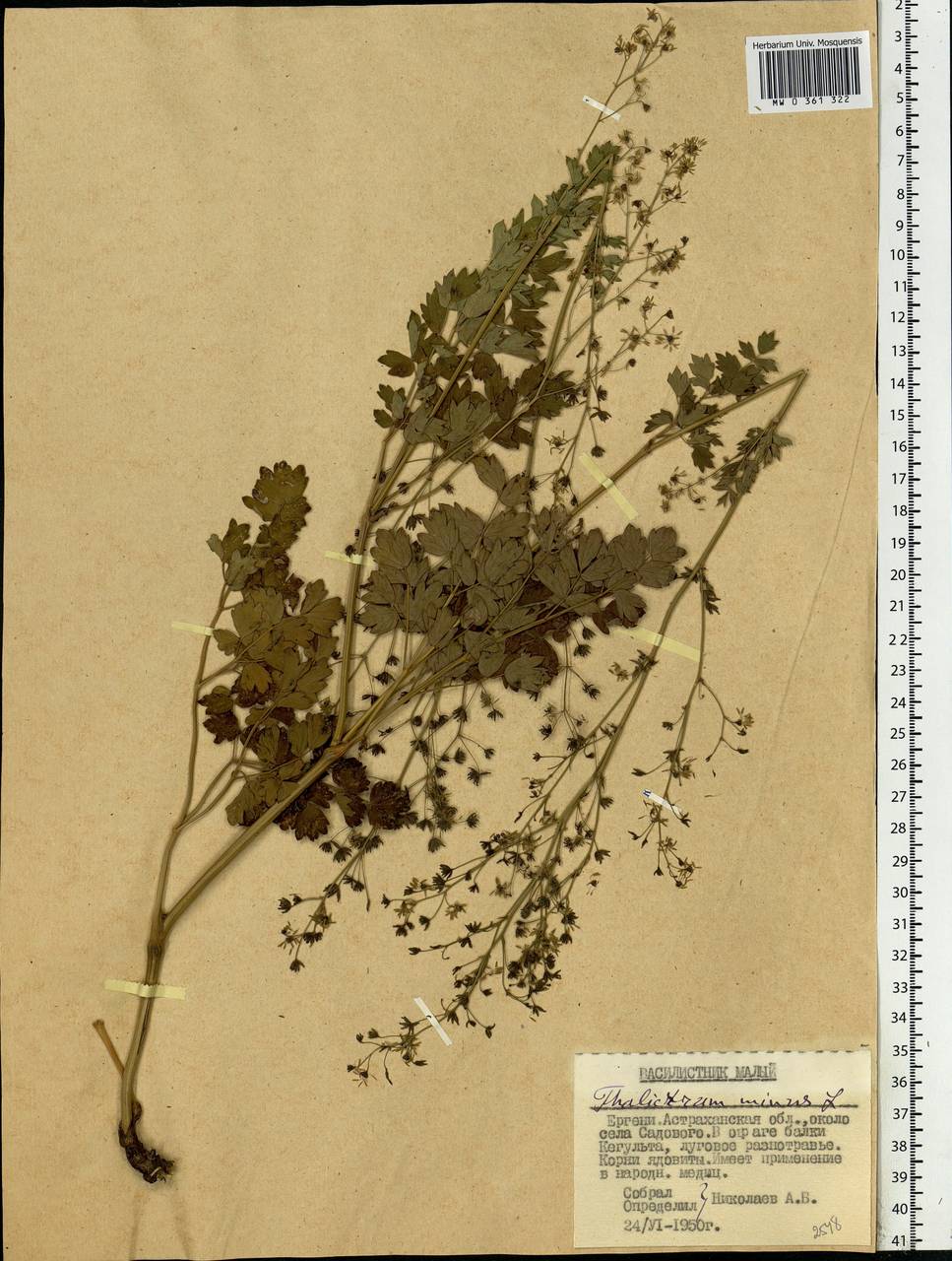 Thalictrum minus L., Eastern Europe, Lower Volga region (E9) (Russia)