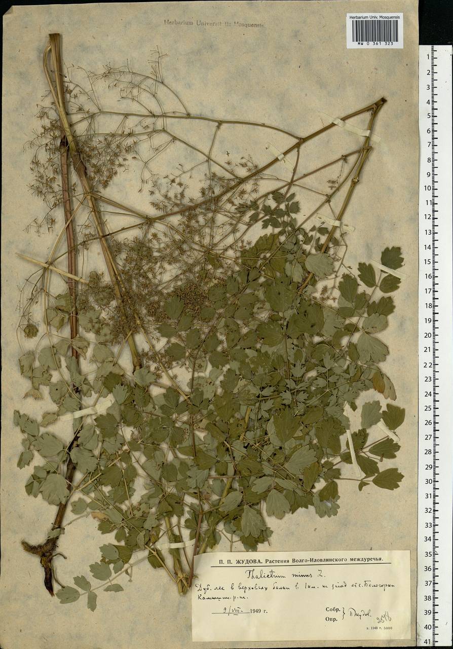 Thalictrum minus L., Eastern Europe, Lower Volga region (E9) (Russia)