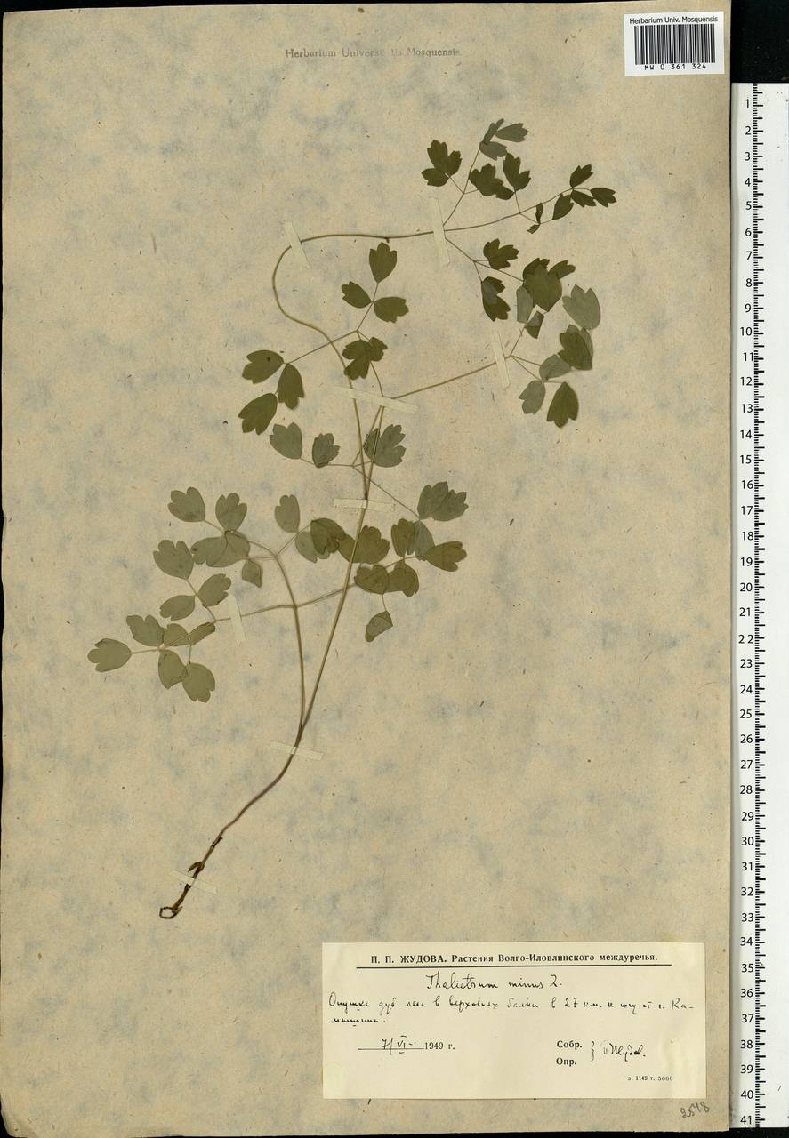 Thalictrum minus L., Eastern Europe, Lower Volga region (E9) (Russia)