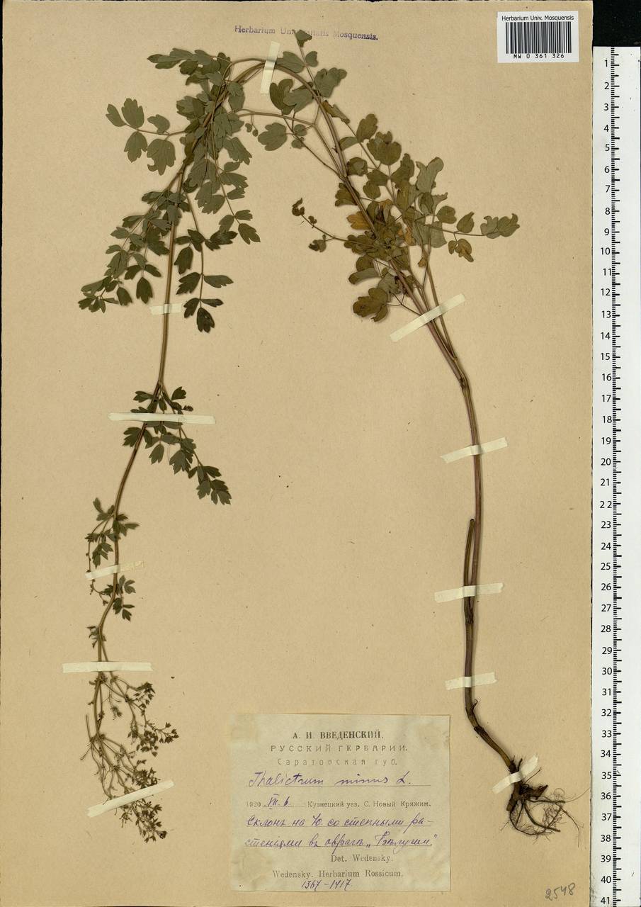 Thalictrum minus L., Eastern Europe, Middle Volga region (E8) (Russia)