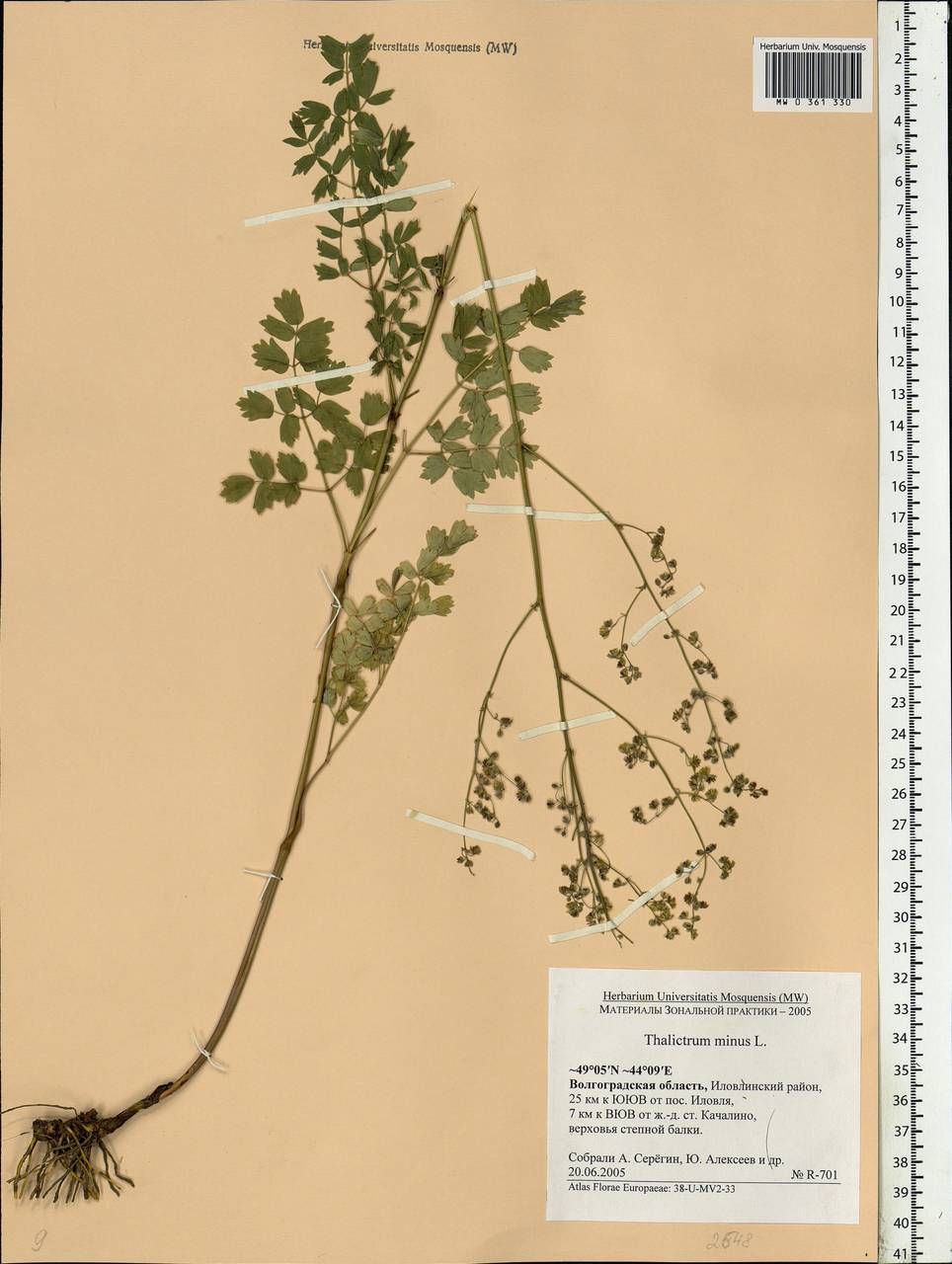 Thalictrum minus L., Eastern Europe, Lower Volga region (E9) (Russia)