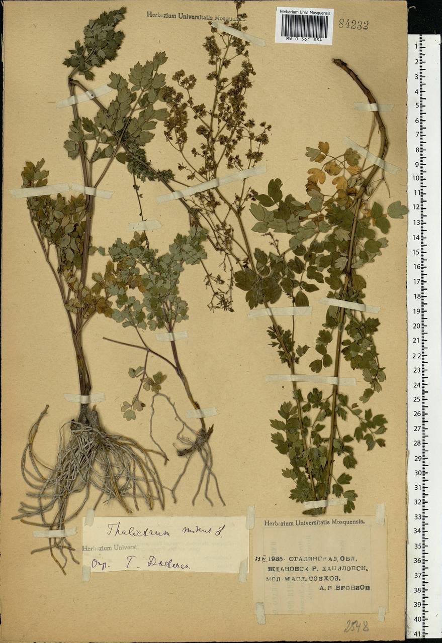 Thalictrum minus L., Eastern Europe, Lower Volga region (E9) (Russia)