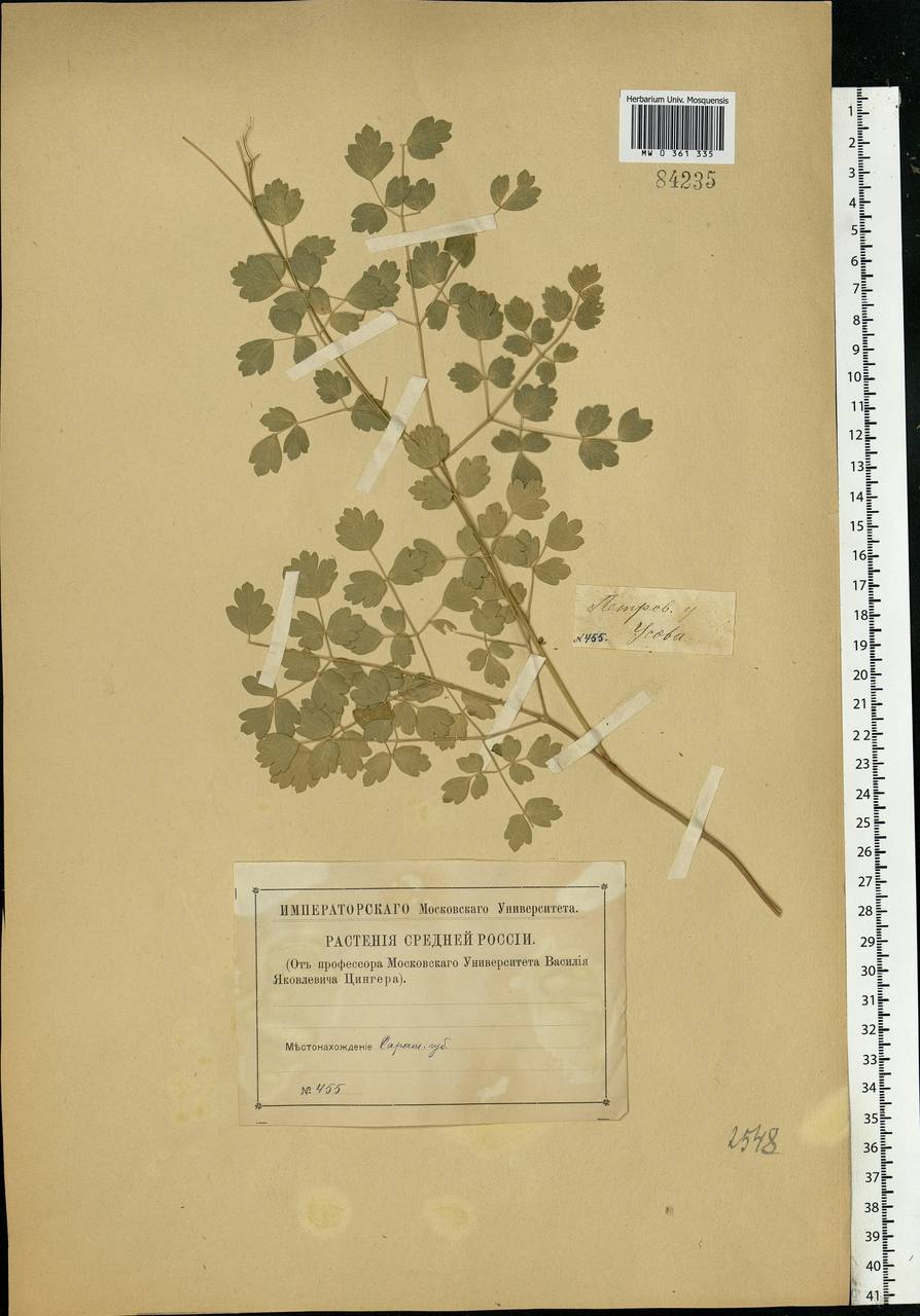 Thalictrum minus L., Eastern Europe, Middle Volga region (E8) (Russia)