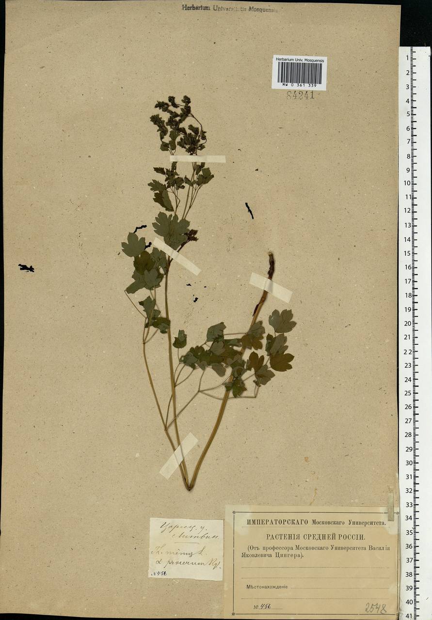 Thalictrum minus L., Eastern Europe, Lower Volga region (E9) (Russia)