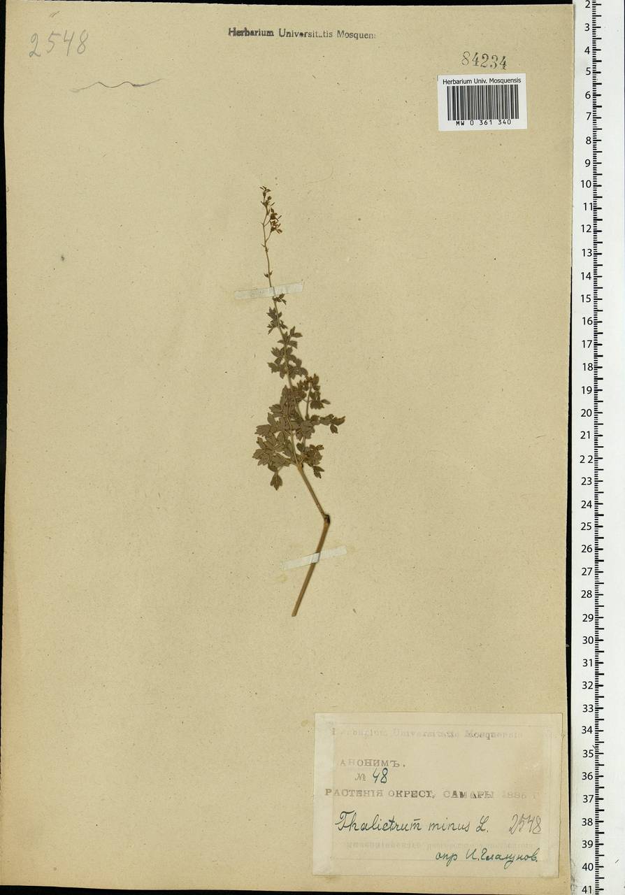 Thalictrum minus L., Eastern Europe, Middle Volga region (E8) (Russia)