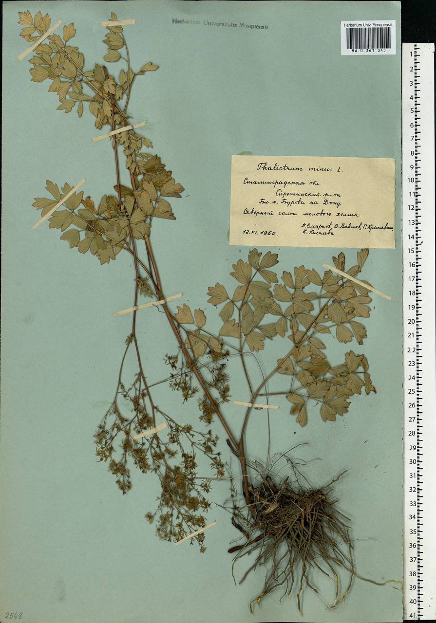 Thalictrum minus L., Eastern Europe, Lower Volga region (E9) (Russia)