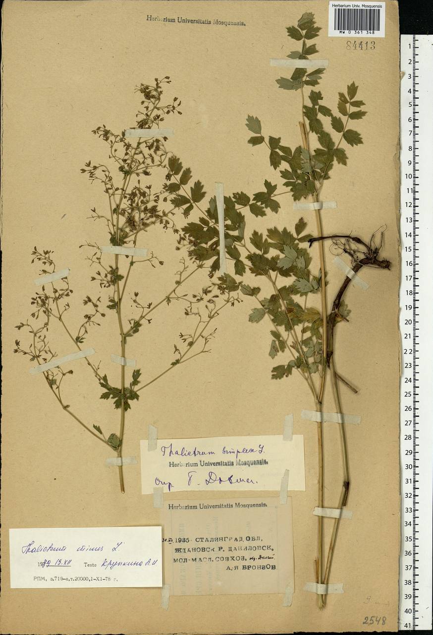 Thalictrum minus L., Eastern Europe, Lower Volga region (E9) (Russia)