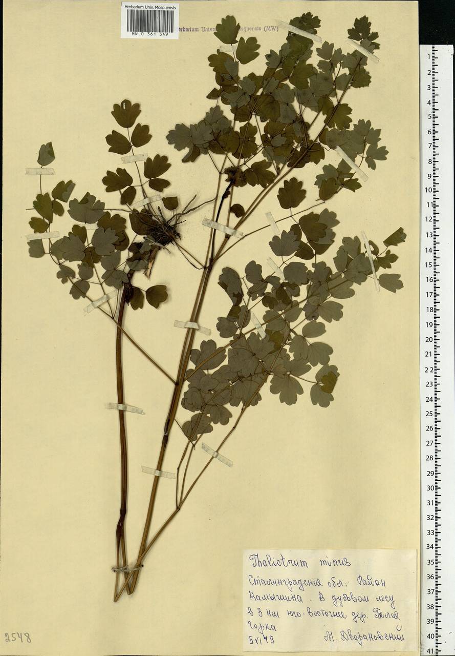 Thalictrum minus L., Eastern Europe, Lower Volga region (E9) (Russia)